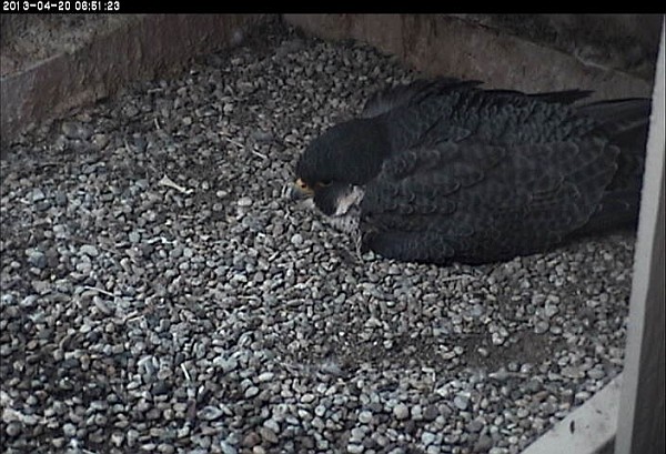 Dorothy at her Cathedral of Learning nest (photo from the snapshot camera at University of Pittsburgh)