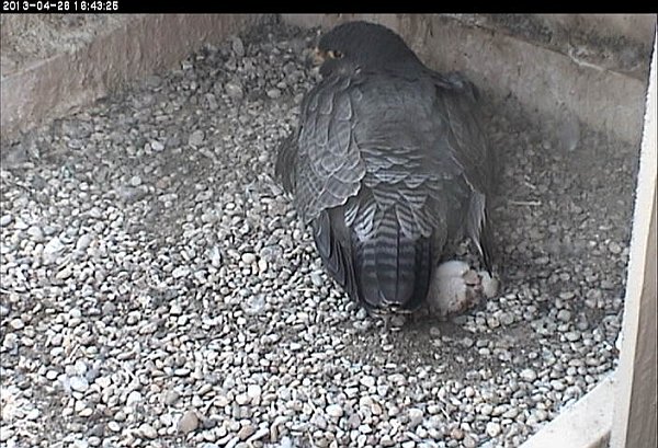 Chick#2 rolls in a ball out from under Dorothy (photo from the National Aviary falconcam at Univ of Pittsburgh)