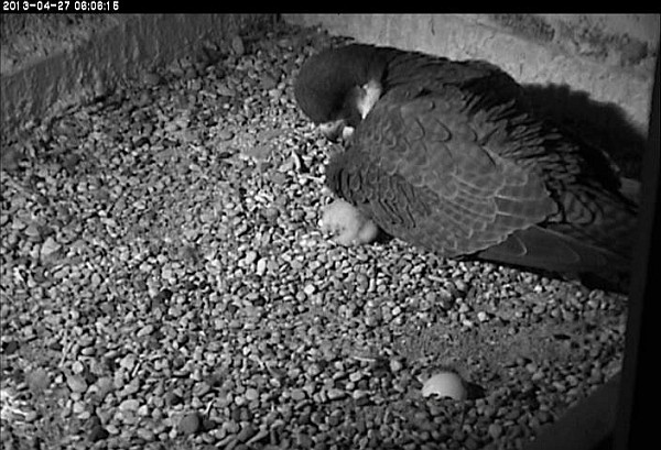 Chick#2 twitchy outside Dorothy's wing (photo from the National Aviary falconcam at Univ of Pittsburgh) 