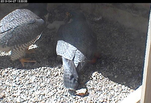 Dorothy and E2 confer about Chick#2 (photo from the National Aviary falconcam at Univ of Pittsburgh)