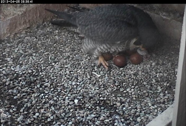 First hatchling just visible among the eggs (photo from the National Aviary falconcam at Univ of Pittsburgh)