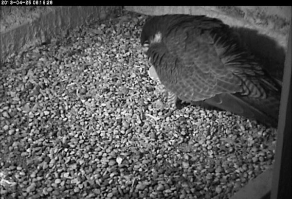 Is Dorothy looking at a cracked shell? (photo from the National Aviary falconcam at Univ of Pittsburgh