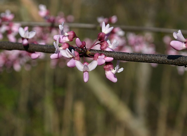 Redbud flowers open, late April 2013 (photo by Kate St.John)