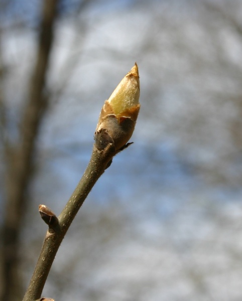 Pignut hickory bud (photo by Kate St. John)
