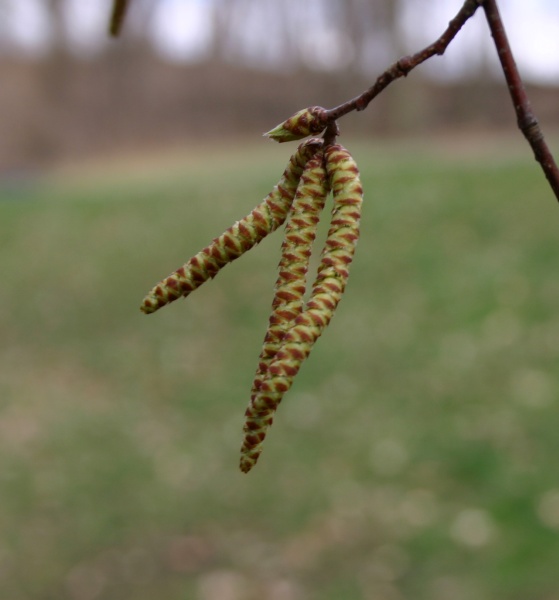 Catkins that look like caterpillars (photo by Kate St. John)