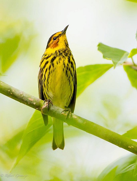 Cape May warbler (photo by Bobby Greene)