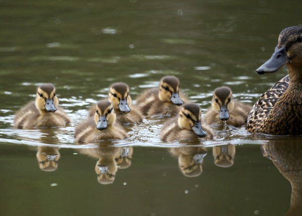 Mallard with ducklings (photo from Wikimedia Commons)