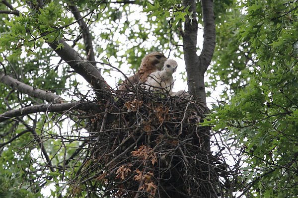 Red-tailed hawk family, Schenley Park, 2013 (photo by Gregg Diskin)