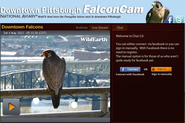 Downtown Pittsburgh Peregrines website at the National Aviary