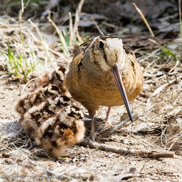 Woodcock mother and chicks (photo by Charlie Hickey)