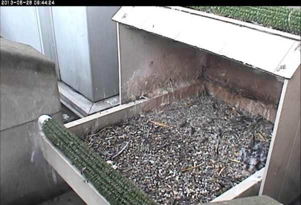 Peregrine chick camouflaged on the nest (photo from the National Aviary falconcam at University of Pittsburgh)