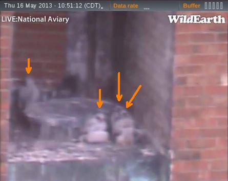 Four chicks at the Downtown peregrine nest  (photo from the National Aviary falconcam at Point Park University)