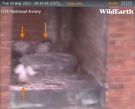 Three peregrine chicks visible at the Downtown Pittsburgh nest (photo from the National Aviary falconcam at Point Park University)