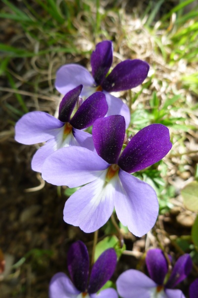 Birdfoot violets (photo by Dianne Machesney)