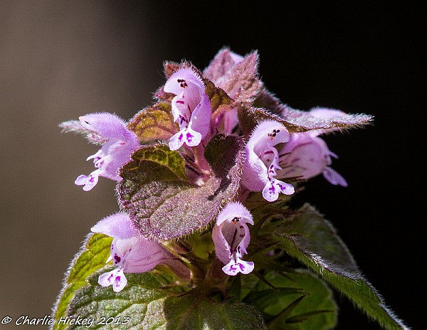 Purple Dead Nettle (photo by Charlie Hickey)