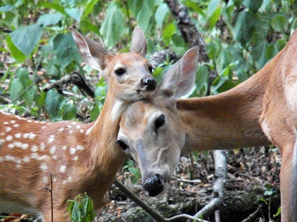 Doe and fawn (photo by Sharon Leadbitter)