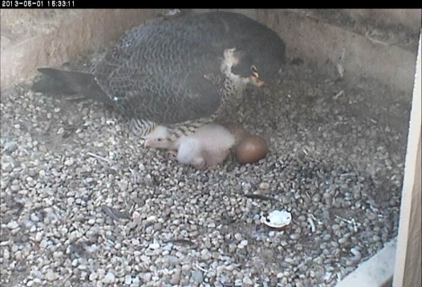 You're almost too big to brood (photo from the National Aviary falconcam at University of Pittsburgh)