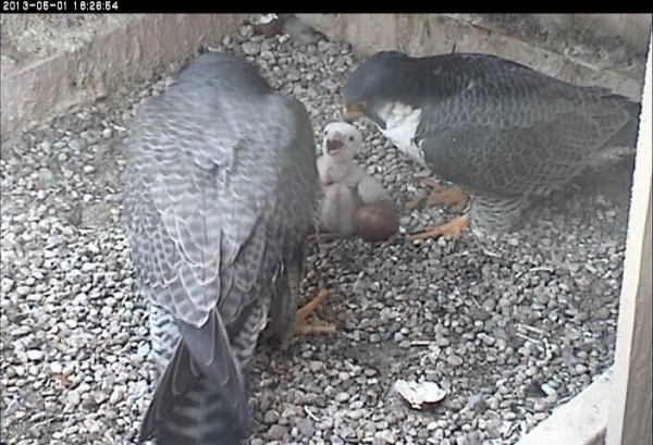 Family portrait, Dorothy, E2, Baby (photo from the National Aviary falconcam at University of Pittsburgh)