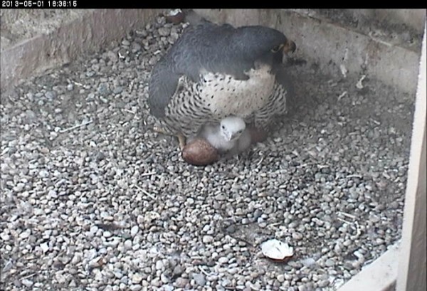 Dorothy with her chick peeking out from under her (photo from the National Aviary falconcam at University of Pittsburgh)