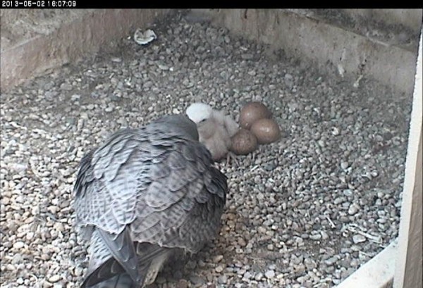 E2 and Baby have a long look (photo from the National Aviary falconcam at University of Pittsburgh)