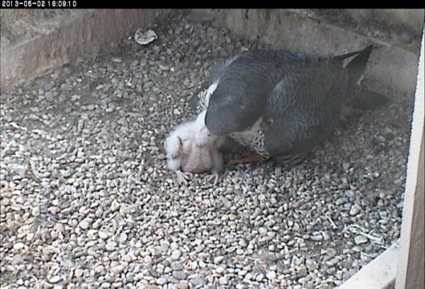 E2 and Baby touch beaks (photo from the National Aviary falconcam at University of Pittsburgh)