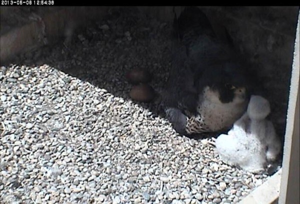 Dorothy and nestling face-to-face (photo from the National Aviary falconcam at University of Pittsburgh)