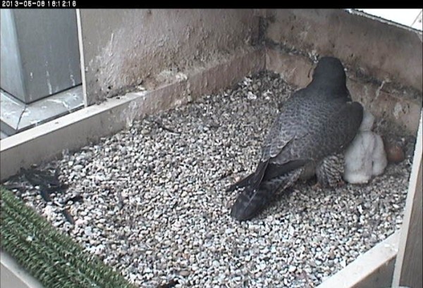 Dorothy and Baby, 8 May 2013 (photo from the National Aviary falconcam at Univ of Pittsburgh)
