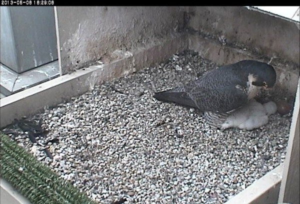 Dorothy watches over Baby, 8 May 2013 (photo from the National Aviary falconcam at Univ of Pittsburgh)