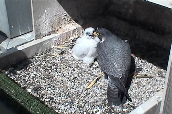 Dorothy and her chick, 16 May 2013 (photo from the National Aviary falconcam at University of Pittsburgh)