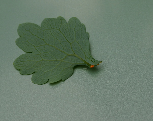 Greater Celandine leaf showing orange sap (photo by Kate St. John)