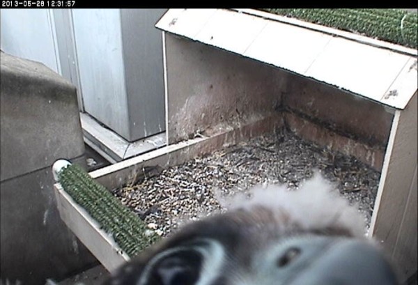 Curious chick examines the webcam (photo from the National Aviary falconcam at University of Pittsburgh)