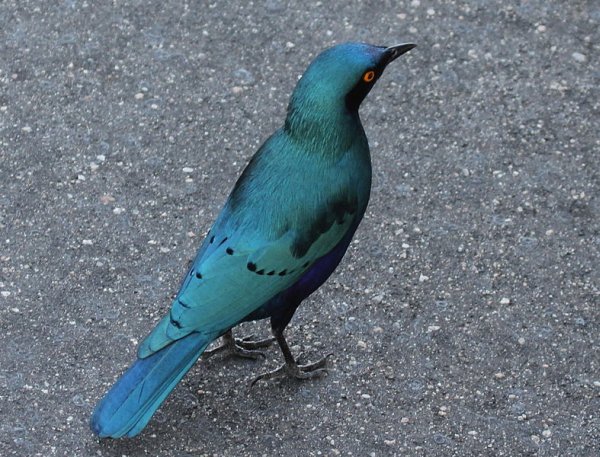 Greater blue-eared glossy-starling in South Africa (photo by Dick Daniels on Wikimedia Commons)