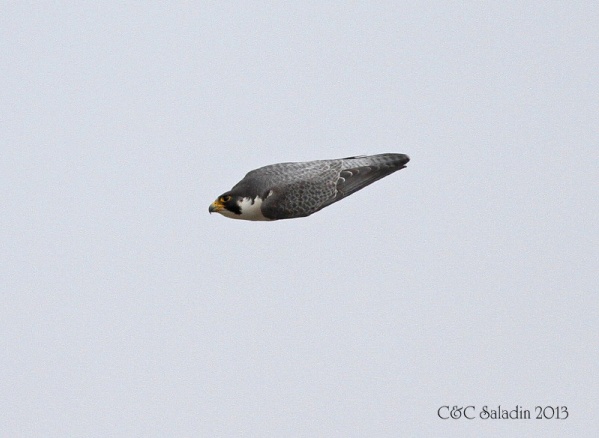 Peregrine falcon, Mo, tucks his wings in a stoop (photo by Chad+Chris Saladin)