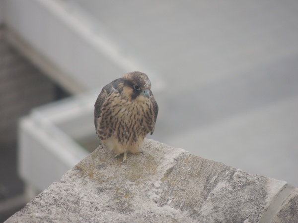 Young fledgling chilling on 25 west, 3 June 2013 (photo by Kim Getz)