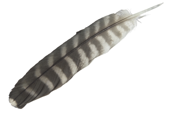 Peregrine falcon tail feather (photo from Shutterstock)