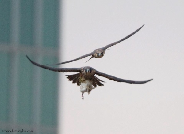 Two juvenile peregrines learn independence in Wilmington, Delaware (photo by Kim Steininger)