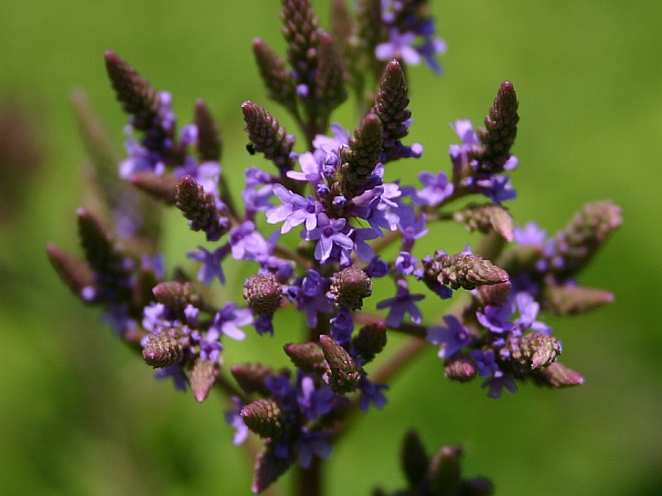 Close-up of Blue Vervain blooming (phto by Kate St. John)