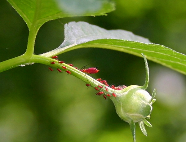 Red aphids on sunflower bud (photo by Kate St. John)