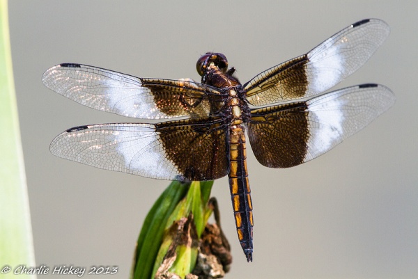 Widow skimmer dragonfly (photo by Charlie Hickey)