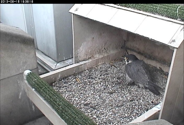 Dorothy thinking about eggs, 15 June 2013 (photo from the National Aviary falconcam at the University of Pittsburgh)