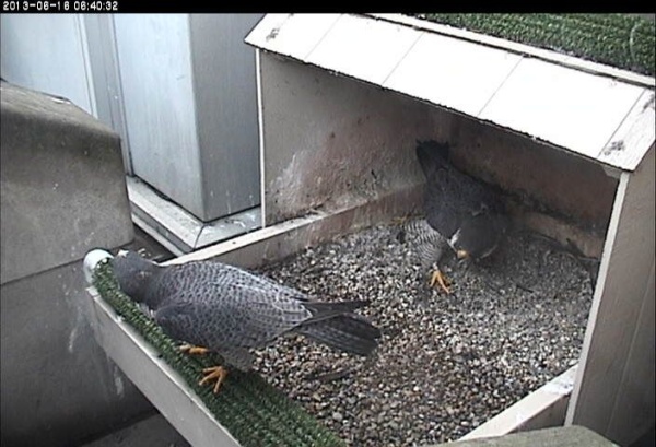 Dorothy and E2 court on a rainy day in June (photo from the National Aviary falconcam at the University of Pittsburgh)