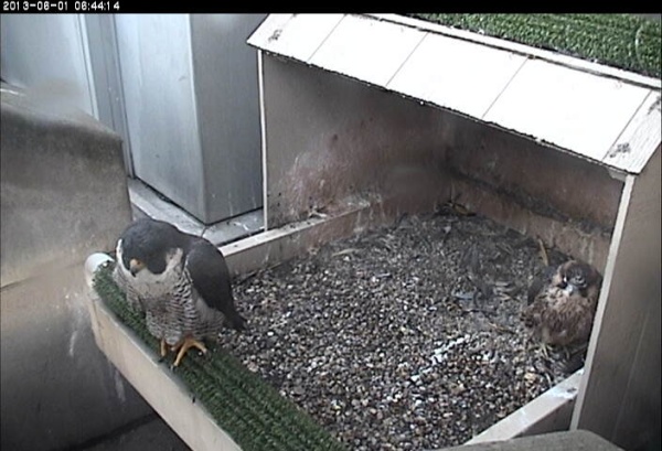 Baby's plans got rained out (photo from the National Aviary falconcam at Univ of Pittsburgh)