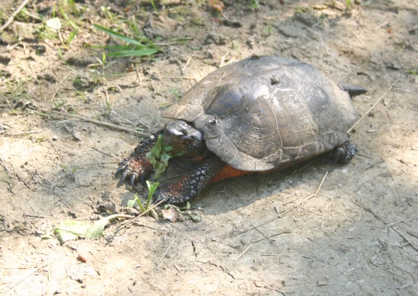Wood turtle in the wild, 23 June 2013 (photo by Kate St. John)
