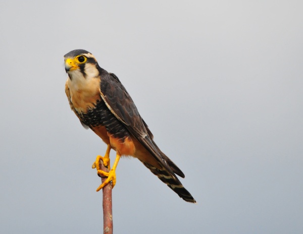 Aplomado falcon (photo from Shutterstock.com)