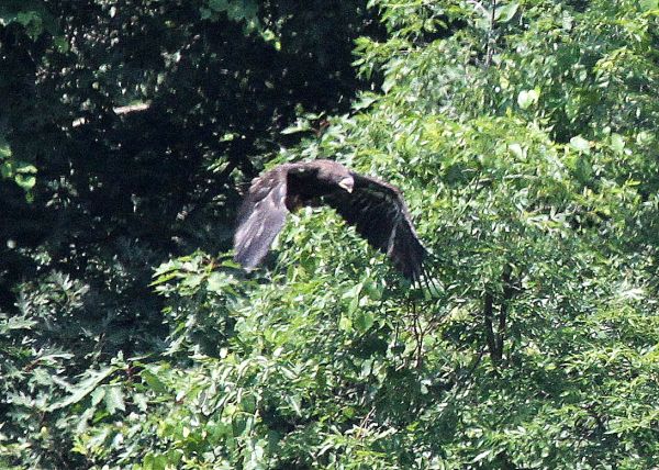 Bald eagle juvenile takes off  at Hays (photo by Tom Moeller)