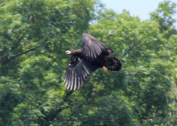 Bald eagle juvenile at Hays, City of Pittsburgh (photo by Tom Moeller)