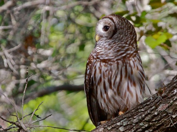 Barred Owl (photo by Chuck Tague)
