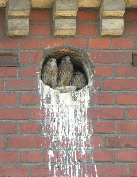 Common kestrel nest in Germany (photo from Wikimedia Commons)