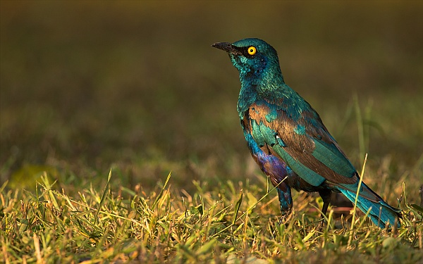 Lesser blue-eared starling (photo by Sumeet Moghe via Wikimedia Commons)