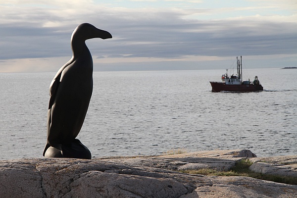 The Lost Bird Project, Greak Auk at Fogo Island (photo courtesy of The Lost Bird Project)